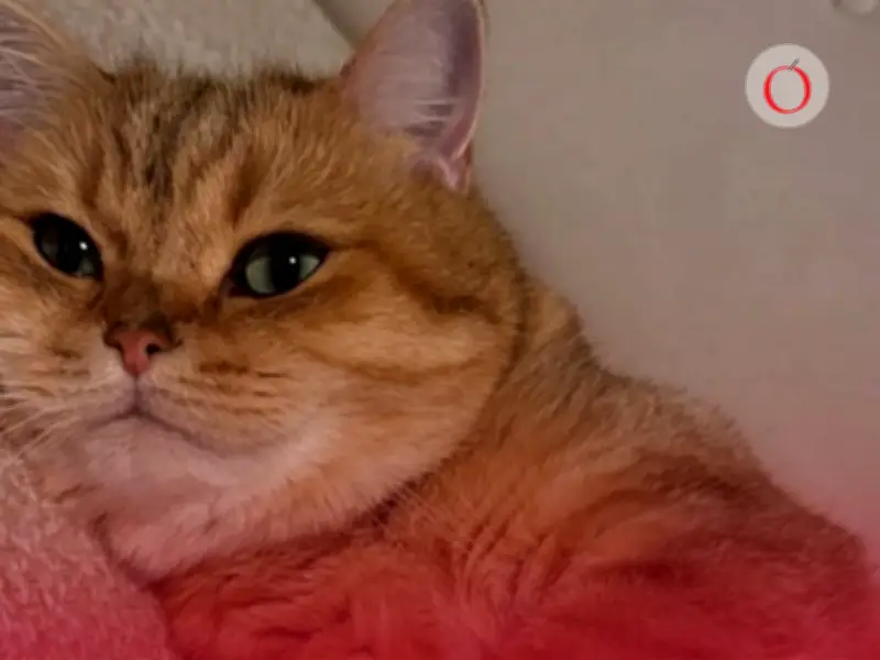 20 de febrero: Se conmemora el primer Día Internacional del Gato del año