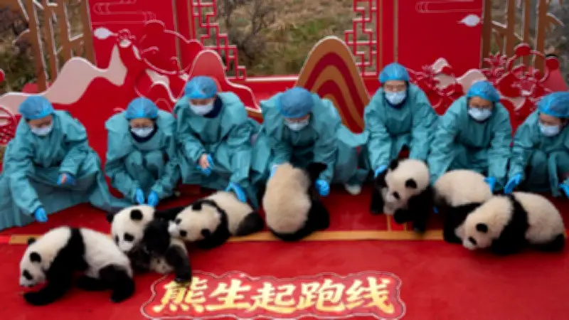 30 cachorros de panda debutan en video para celebrar el Año Nuevo chino 2026