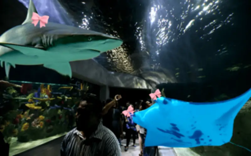 Acuario Michin Guadalajara ofrece una noche de amor entre tiburones y rayas este San Valentín