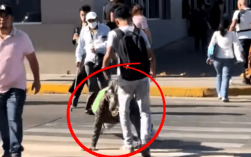 Agresión viral contra therian 'cocodrilo' en Tampico desata debate sobre violencia y respeto