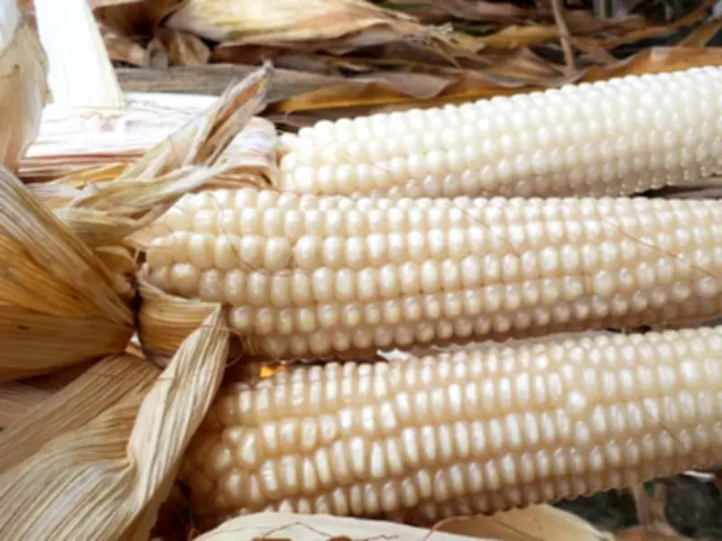 Agricultura reporta avance en incentivos para productores de maíz blanco en seis estados