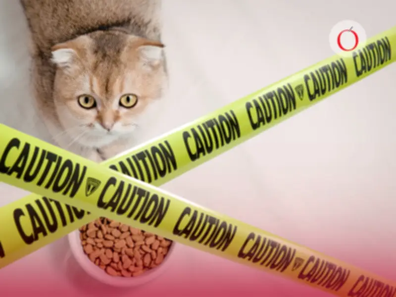 Alerta Sanitaria: Retiran Lote de Comida para Gatos por Deficiencia de Vitamina B1