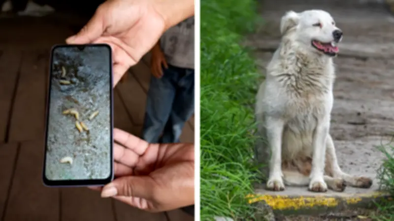 Alerta Veterinaria en Acapulco: Confirman Dos Casos de Gusano Barrenador en Perros