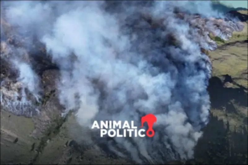 Argentina: Decisiones de Milei Agravan Incendio en la Patagonia