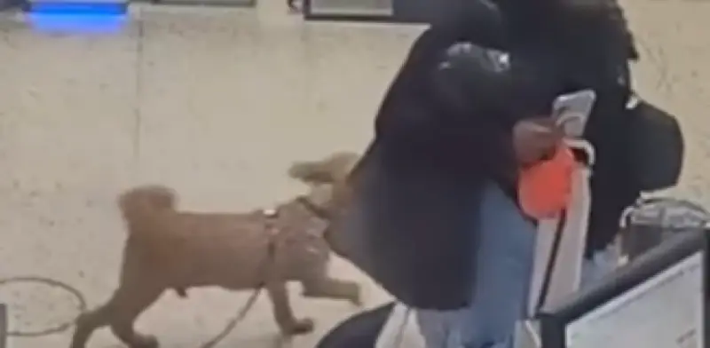 Arrestan a mujer en aeropuerto de Las Vegas por abandonar a su perro goldendoodle en mostrador
