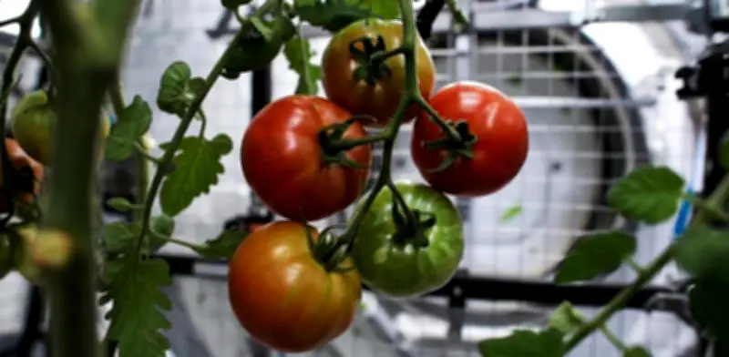 Astronautas chinos cosechan tomates en el espacio durante celebración del Año Nuevo Lunar