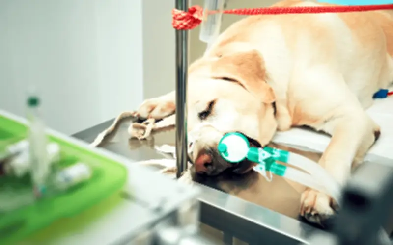 Atropellan a perro intencionalmente en Tonalá; vecinos exigen justicia por acto de crueldad