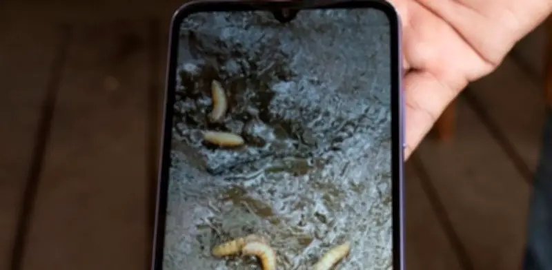 Aumentan a 149 casos de miasis por gusano barrenador en humanos en México