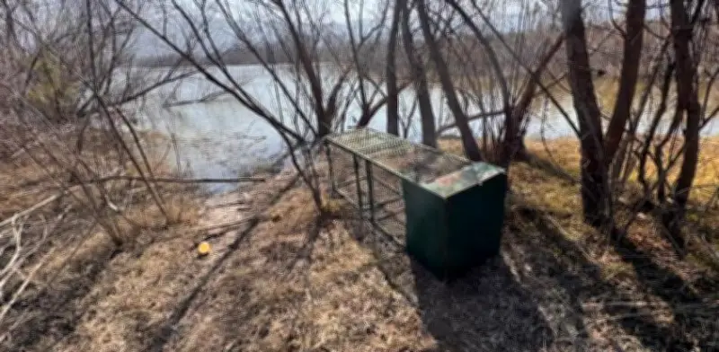 Autoridades colocan trampas para capturar cocodrilos introducidos en presa de Coahuila