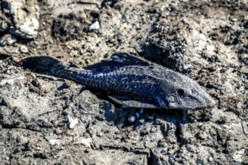 Autoridades Urgen Control del Pez Diablo en el Río La Silla