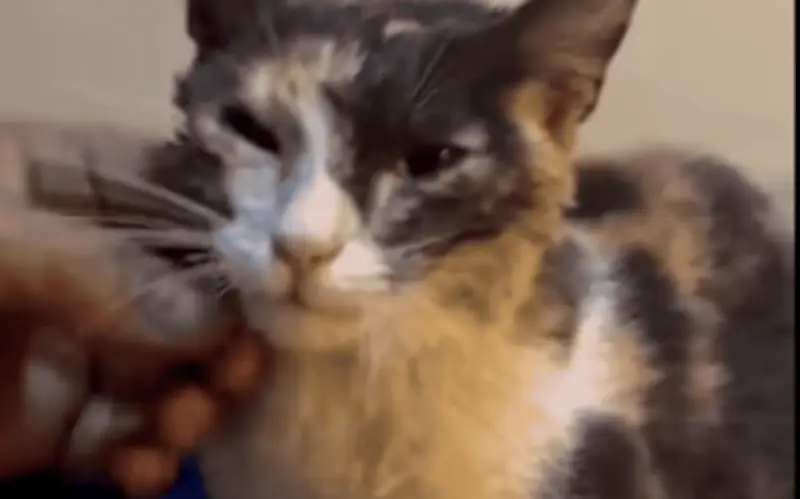 Bomberos de Guadalajara rescatan a gatita atrapada en alcantarilla de la colonia San Juan de Dios