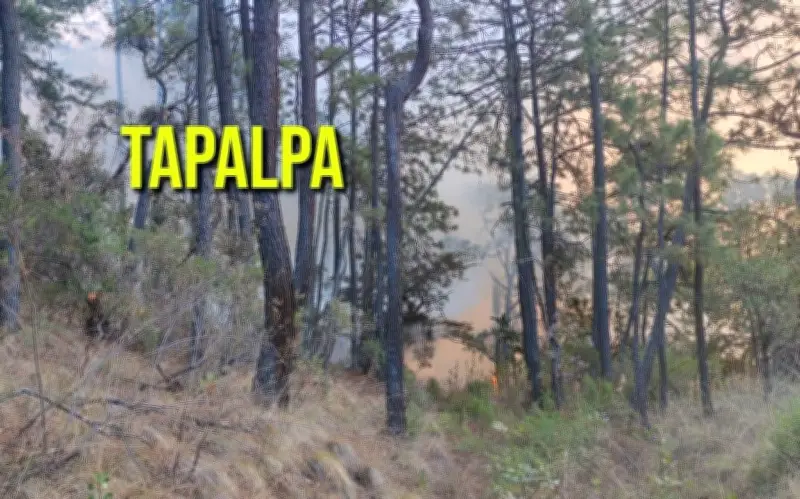 Brigadas combaten activo incendio forestal en bosques de Tapalpa, Jalisco