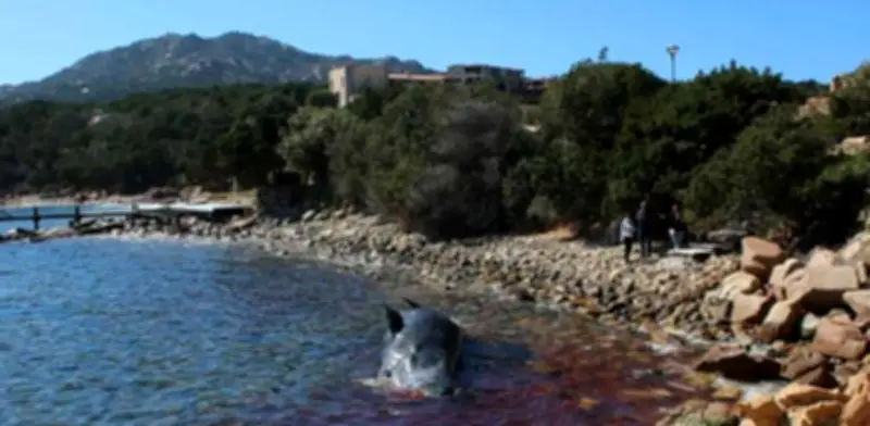 Cachalote embarazada muerta en Italia con ilos de plástico en su estómago