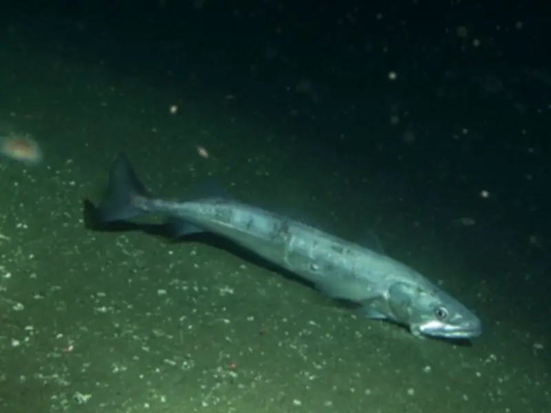 Calentamiento oceánico reduce tamaño de madurez sexual de la merluza europea