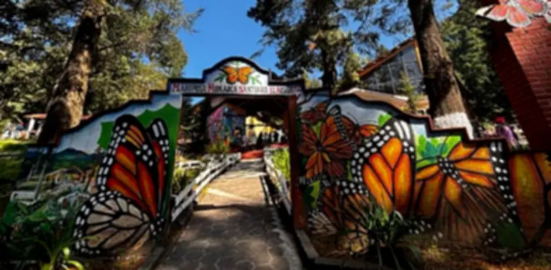 Cambio Climático Amenaza la Migración Milenaria de la Mariposa Monarca en México