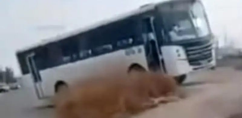 Camión sin Conductor Choca en Monterrey: Chofer Estaba en el Baño