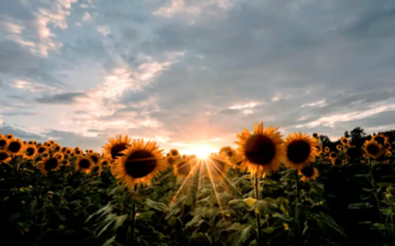 Campo de girasoles gigante abre cerca de Guadalajara: precios y fechas