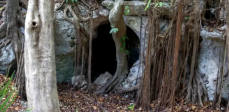 Cancún alberga el primer Santuario Urbano para 300 mil murciélagos en México