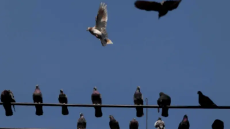 Capturan a hombre cazando palomas en Acapulco; autoridades refuerzan protección ambiental