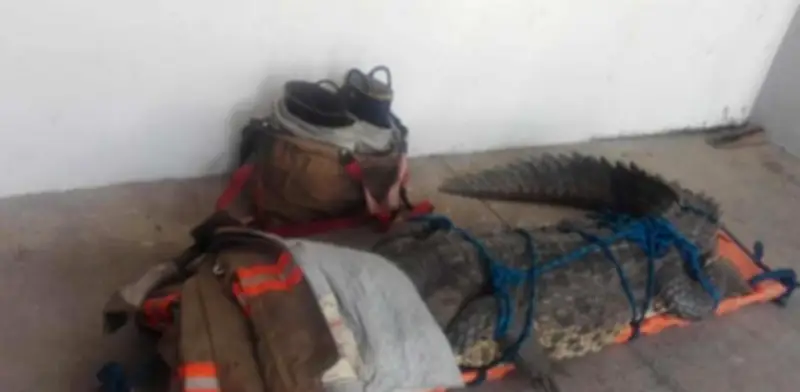 Capturan cocodrilo de 2.70 metros en zona hotelera de Nuevo Vallarta, Nayarit