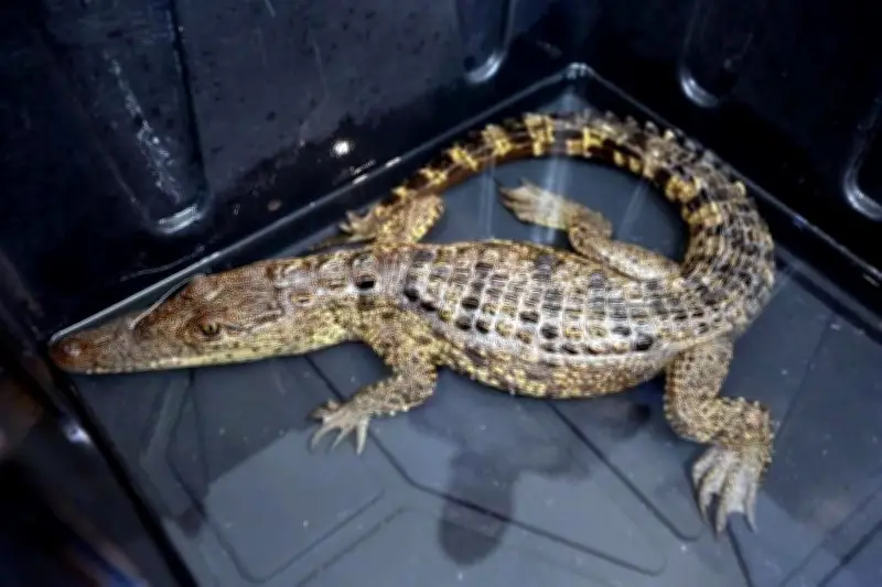 Capturan cocodrilo en presa de Ramos Arizpe; buscan a otro ejemplar