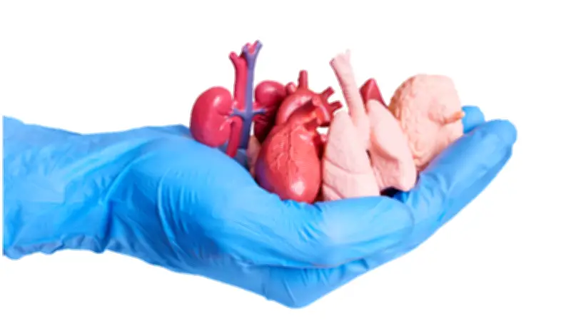 Casi 19 mil mexicanos aguardan un trasplante: mitos en narcoseries obstaculizan la donación