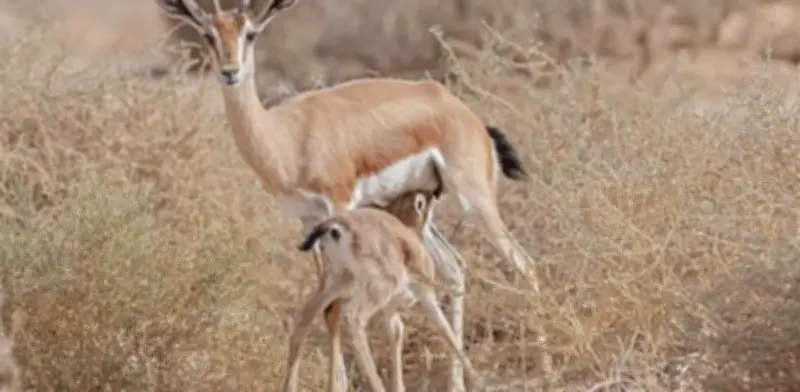 Cazadores furtivos masacran 40 gacelas dorcas en peligro de extinción en Níger