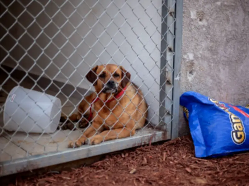 CDMX amplía consulta ciudadana sobre Ley de Refugios Animales tras rescate masivo
