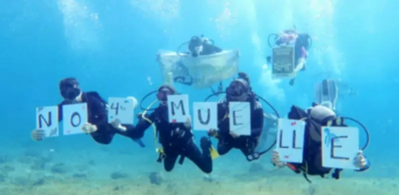 CEMDA celebra el archivo definitivo del proyecto del Cuarto Muelle de Cozumel