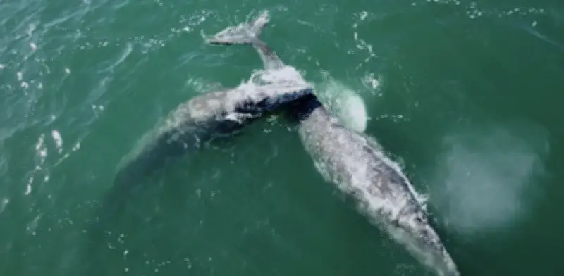 Censo Revela 792 Ballenas Grises en Santuarios de Baja California Sur