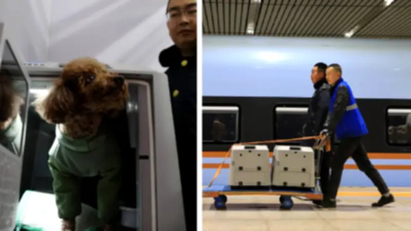 China lanza servicio piloto para viajar con mascotas en trenes de alta velocidad