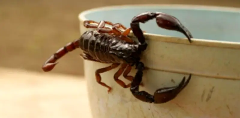 Ciencia confirma: el calor incrementa picaduras de alacrán en México, estos son los estados más afectados