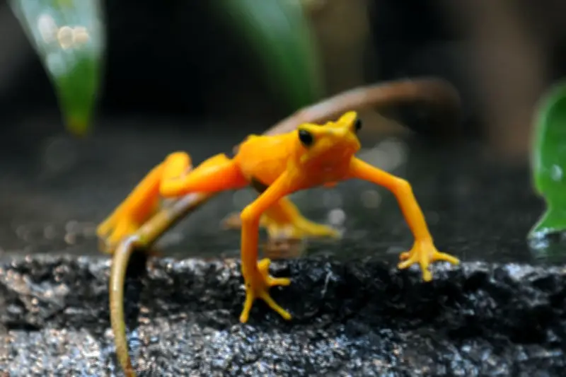 Científicos liberan en Panamá ranas en peligro de extinción tras años de aislamiento