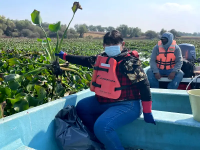 Científicos de Hidalgo transforman lirio acuático en plásticos biodegradables para sanear la Presa Endhó