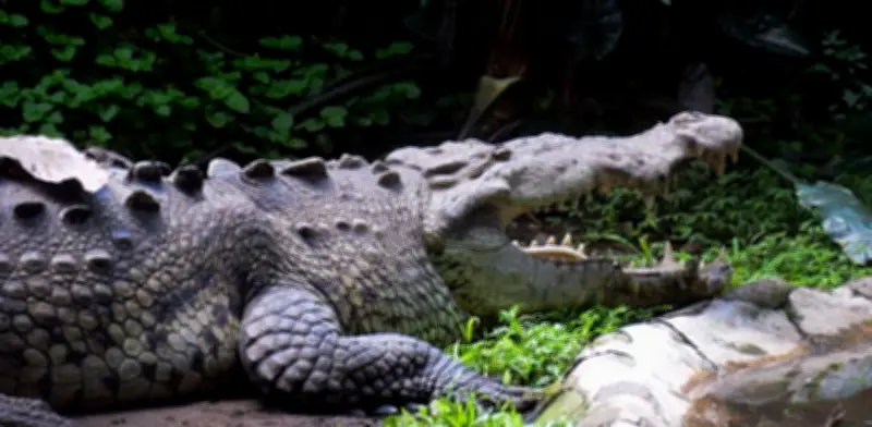 Cocodrilos exóticos detectados en presa de Coahuila; autoridades alertan a población