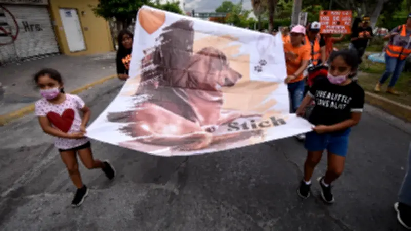 Colectivo animalista lidera movilizaciones en CDMX este 9 de febrero de 2026