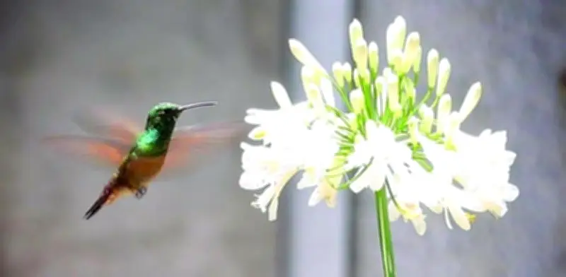 Colibríes de la CDMX en peligro: 19 especies amenazadas por contaminación y urbanización