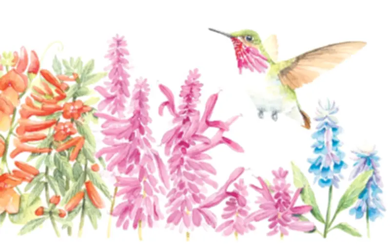 Colibríes de Sierra Mazati: Polinizadores Clave para la Salud de los Ecosistemas en Occidente Mexicano
