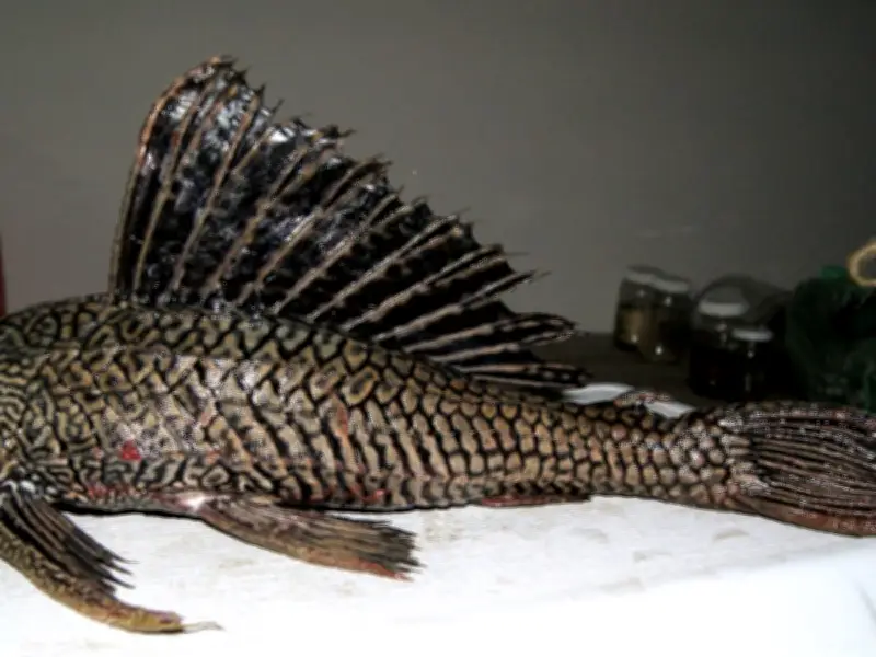 CONABIO alerta sobre especies invasoras en México: Pez diablo y lirio acuático entre las más dañinas