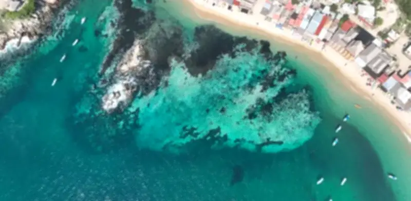 Corales resurgen milagrosamente en el Parque Nacional Bahías de Huatulco, Oaxaca