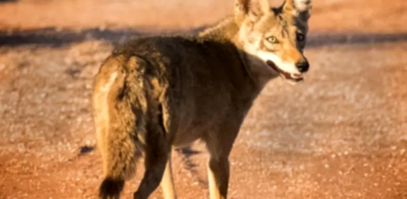 Coyote habita calles de Tlaxcala; vecinos lo adoptan por su comportamiento tranquilo