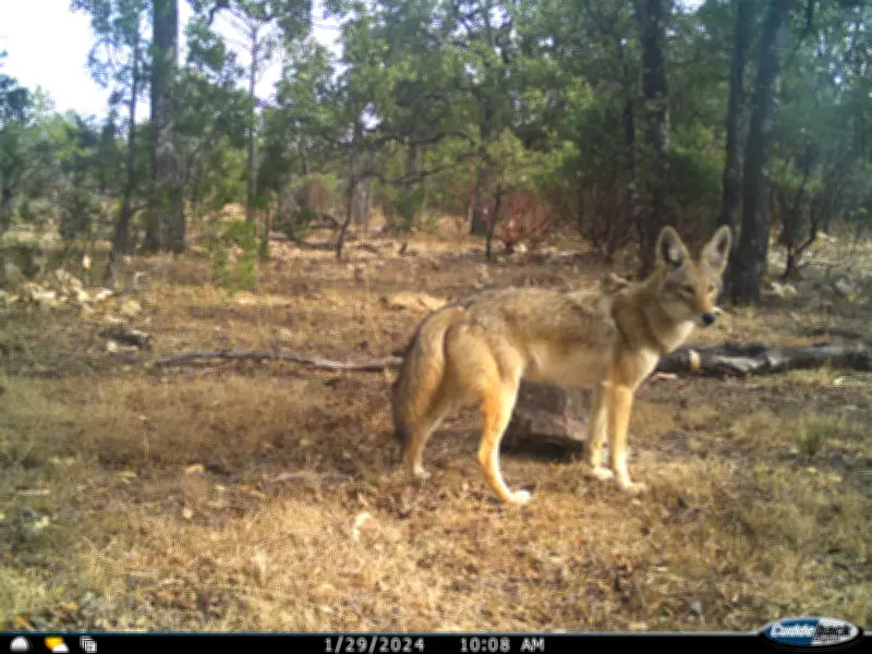 Coyotes en La Michilia: estudio del INECOL revela patrones reproductivos únicos