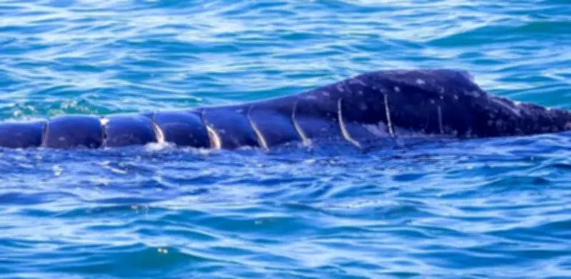 Cría de ballena jorobada atropellada en Bahía de Banderas: alerta por riesgo de muerte