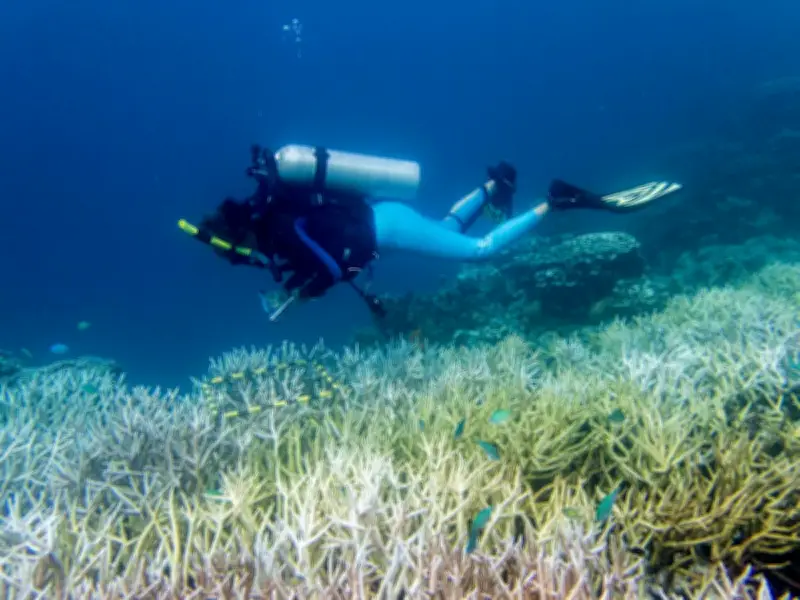Crisis global: 50% de arrecifes blanqueados y cuarto evento amenaza peor