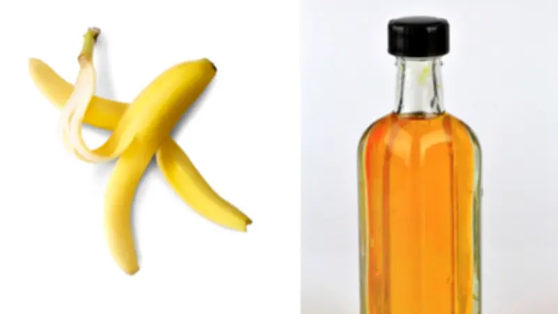 Cáscara de Plátano y Vinagre: Un Fertilizante Casero para Plantas en el Hogar