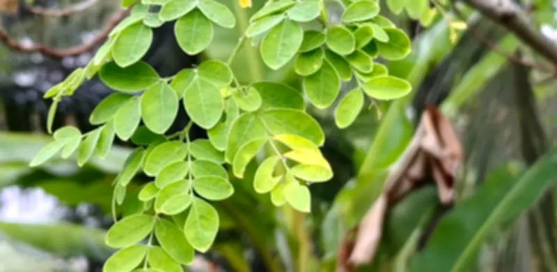 Cultiva Moringa en Casa: Guía Completa para tu Propio 'Árbol de la Vida'