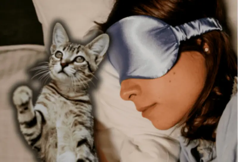 ¿Cómo lograr que tu gato te permita dormir toda la noche? Consejos de expertos