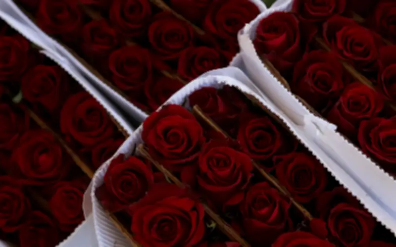Día del Amor impulsa venta de rosas en Guadalajara con crecimiento del 25%