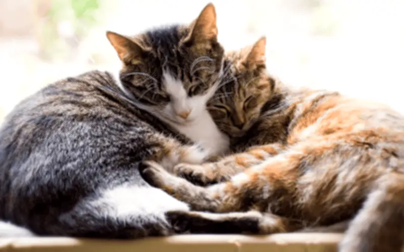 Día Internacional del Gato 2026: Origen y Beneficios de Tener un Felino en Casa