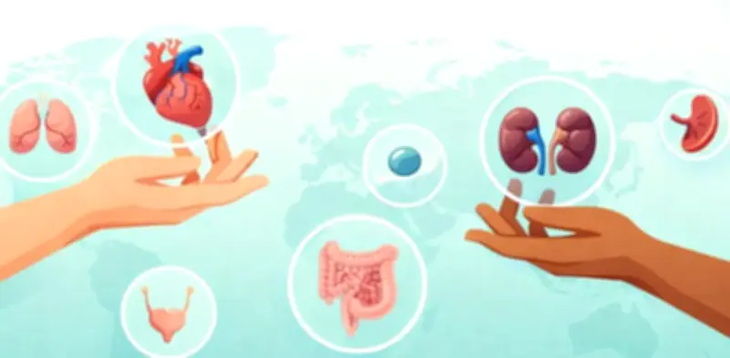 Día Internacional del Trasplante de Órganos y Tejidos: Un llamado a la donación solidaria